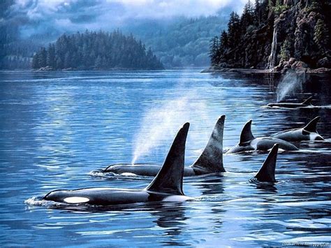 Download Mobile Wallpaper Killer Whales Landscape Animals Sea Free