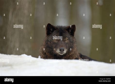 Eastern Timber Wolf Canis Lupus Lycaon Stock Photo Alamy