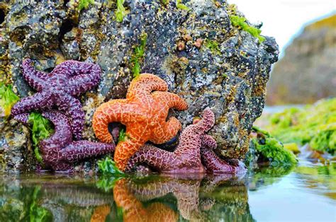 There Are Many Marine Species Found In Tide Pools From Plants To