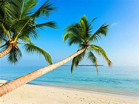 Tropical Beach Stock Image Image Of Coral Fantasy Island 3980611
