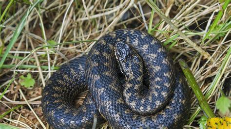 Am Gardasee Sind Auch Zwei Giftige Schlangenarten Unterwegs