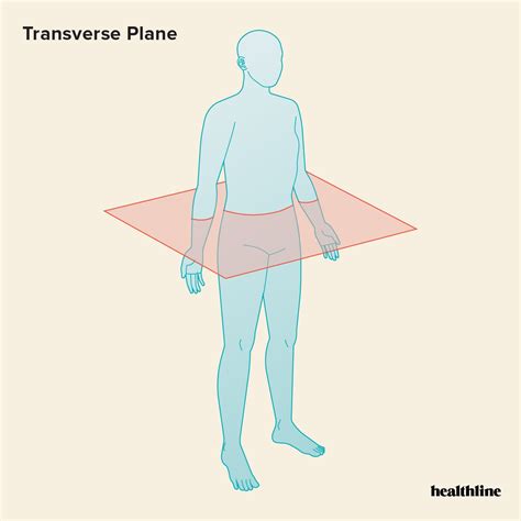 The 3 Anatomical Body Planes And The Movements In Each