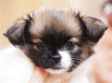 Tips, advice and information to help you take the very best care of your chi. Half chihuahua and half shih-tzu... Adorable! I want!!! | Chihuahua mix puppies, Chiweenie ...