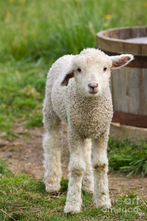 Baby Sheep Photograph By Rachel Morrison Pixels