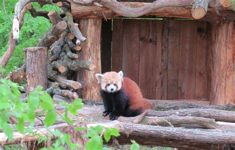 Diaporama Lorraine Arrivée De Trois Pandas Roux Au Parc Animalier De