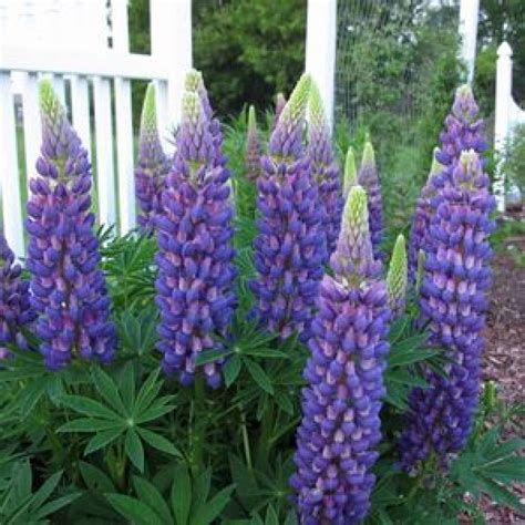 Monkshood is a perennial flower that likes full sun but is fine in partial shade. Poisonous Plants to Watch Out for in the Garden