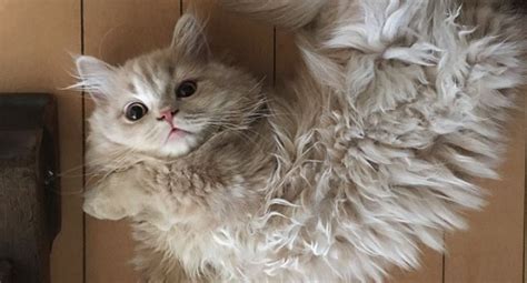 Meet Bell A Majestic Fluffy Tailed Cat That Looks Just Like A Squirrel