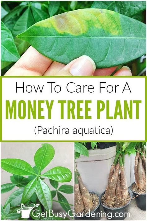 Large containers aren't exactly ideal due to the large amount of water retention; Money Tree Plant Care Guide (How To Take Care & Grow Indoors) in 2020 | Money tree plant, Money ...