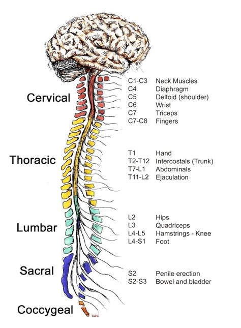 Spinal Cord And Associated Structures Central Nervous System Cns