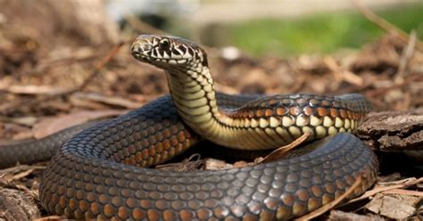 Woman Held At Chennai Airport With 22 Snakes