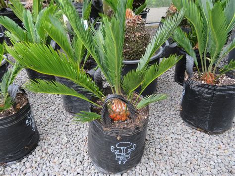 Sago Palm Cycad Revoluta Coast Palms And Cycads