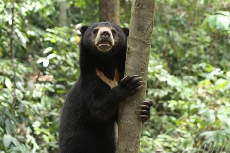 Savvy Sun Bear Facts Najmniejszy Niedźwiedź Na świecie