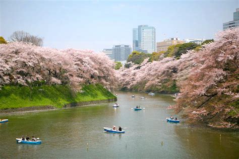 Best Places To Hanami During Cherry Blossom Season In Tokyo Kokorography