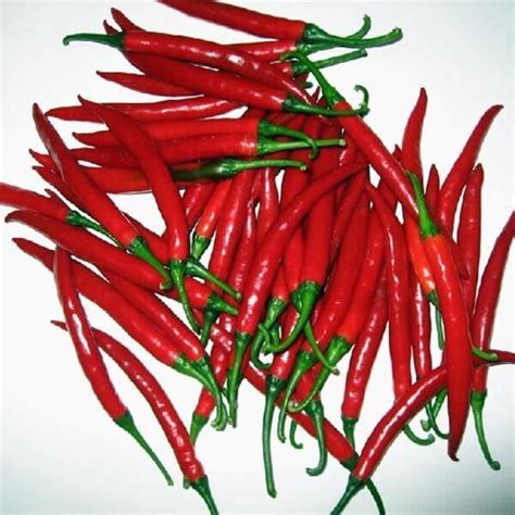 Sxp No 12 Hybrid F1 Hot Chilli Pepper Seeds Capsicum Seed China