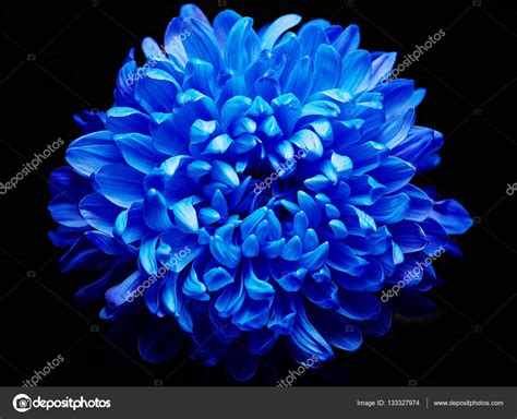 Blue Dahlia Flower Stock Photo By ©pressmaster 133327974