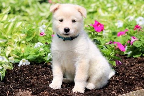 Samoyed, husky and puppys on pinterest. Samoyed Mix Puppies For Sale | Puppy Adoption | Keystone Puppies
