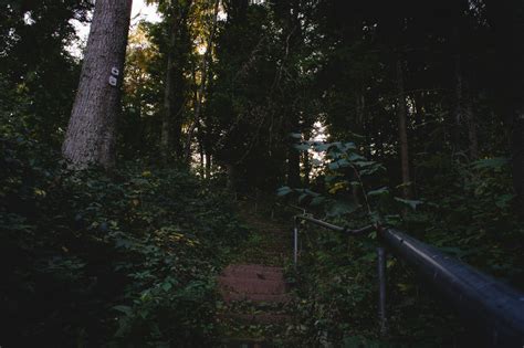 Free Stock Photo Of Abandoned Dark Forest