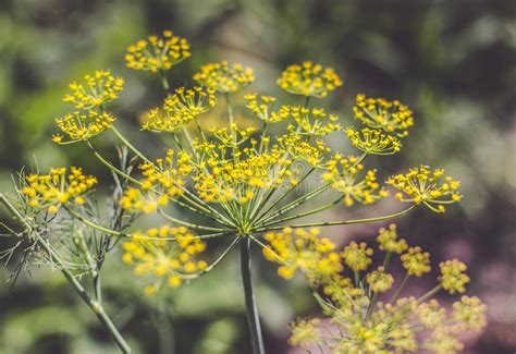 Yellow Flowers Of Dill Close Up Stock Image Image Of Green