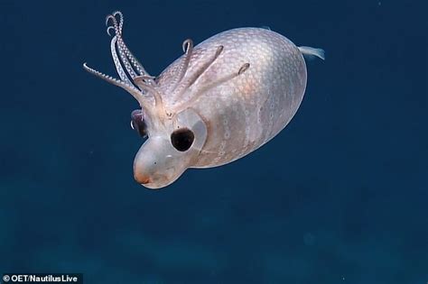Adorable Piglet Squid Is Spotted By Scientists Daily Mail Online