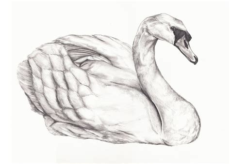 Get How To Draw A Swan Png Shiyuyem