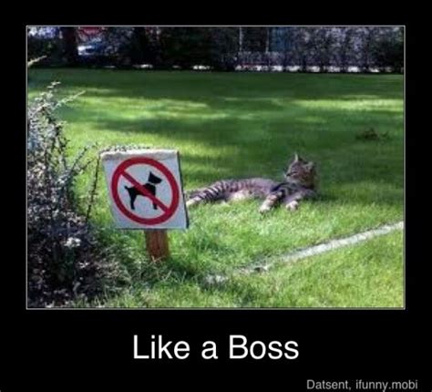 Like A Boss Cats Crazy Cats Cats And Kittens