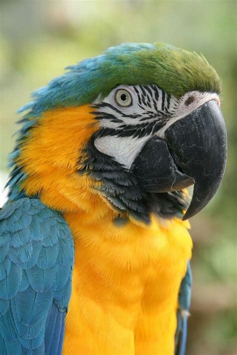 The bird is my signature, kind of. Blue and Gold macaw | Birds painting