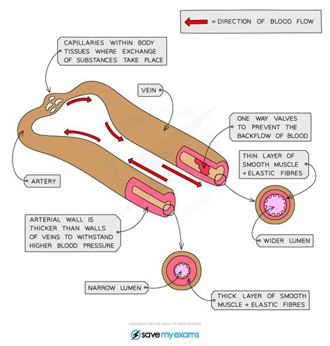 Aqa A Level Biology Blood Vessels