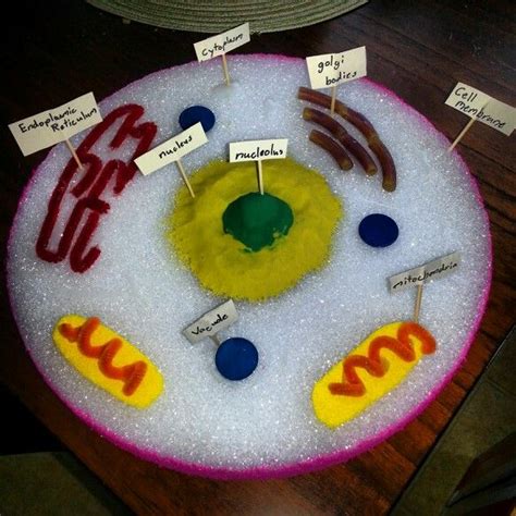 Animal Cell Project Cayden Pinterest Middle School Science