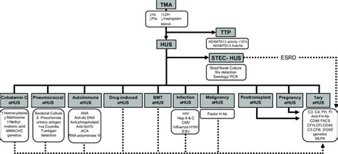 Tma Diagnostic Flow Chart Following The Diagnosis Of A Tma Clinical