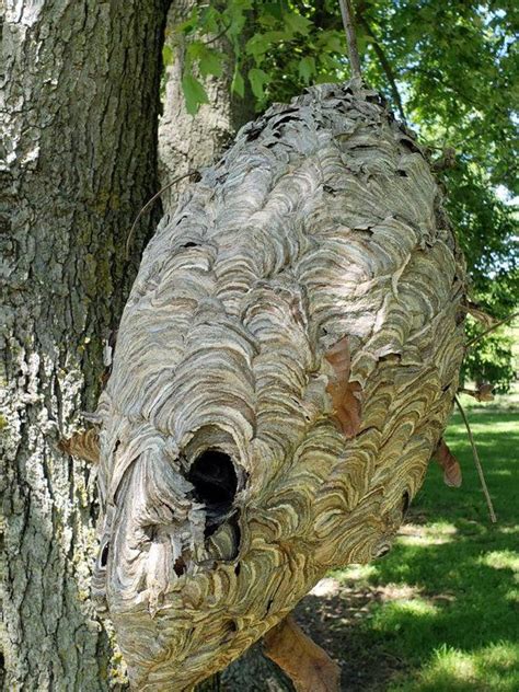 Large Bald Faced Hornet Nest Hive Paper Wasp Bee Decor Science Home