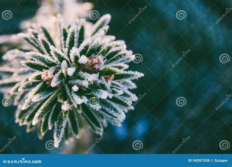 Winter Macro Photo Spruce Branch In Ice Crystals Stock Photo Image Of
