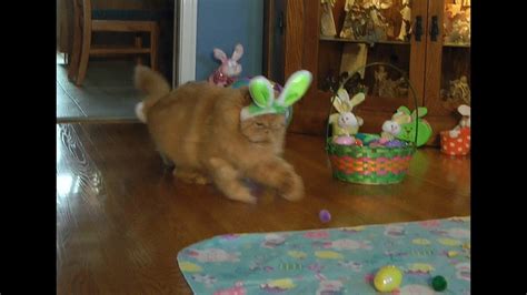 Easter Bunny Kitty Youtube