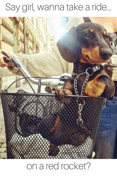 62 Best Dachshund Memes And Wiener Dog Humor Images On Pinterest