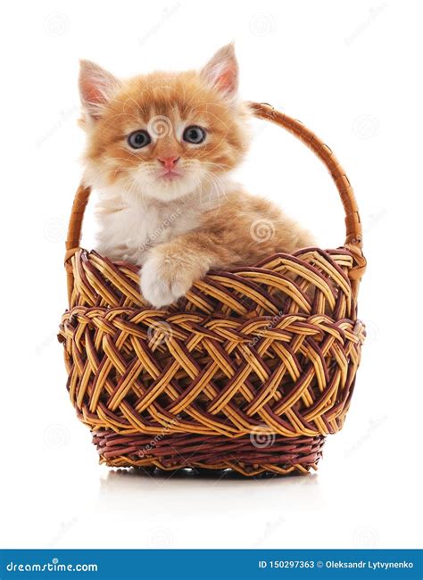 Red Cat In A Basket Stock Image Image Of Pets Small 150297363