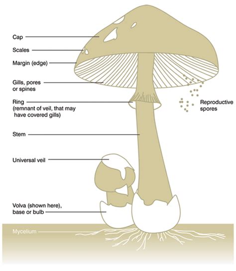 Mushroom Identification The Mushroom Diary Uk Wild Mushroom Hunting