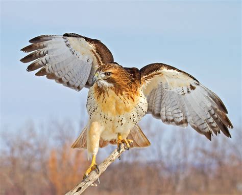 Red Tailed Hawk Birds Grit