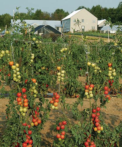How To Grow Tomatoes From Seed Johnnys Selected Seeds