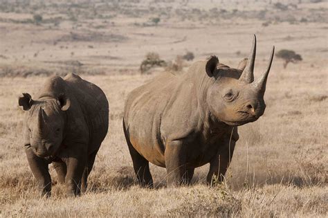In 2018 the northern white rhino became extinct after the final male passed away. The most endangered African animals | Drive South Africa