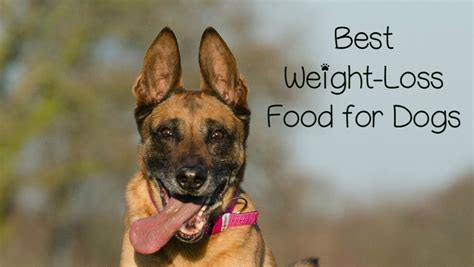 Dog food calculator weight loss. Get the Weight off With Hill's Metabolic Dog Food - Dog Vills