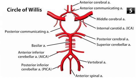 Arteries Diagram Labeled Simple Circle Of Willis Anatomy Diagram Images And Photos Finder