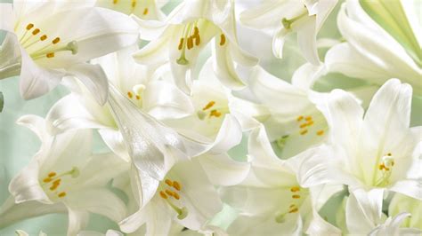 Easter Lilies Wallpaper 1431418 Wallbasecc White Flower