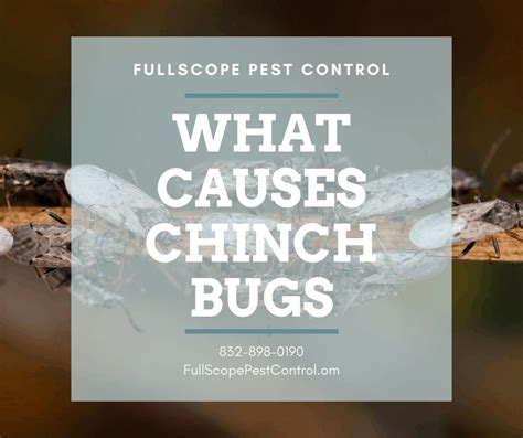 What Causes Chinch Bugs On Your New Caney Lawn FullScope Pest Control