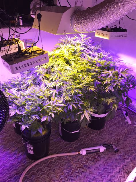I have been growing a bunch of thc bomb this past year (indoors, tent).i really like the plant and the. First DWC (basement grow Room) | Grasscity Forums - The #1 ...