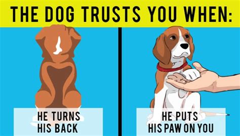 16 Useful Hints To Understand Your Dog Better Beagleswoof Page 2