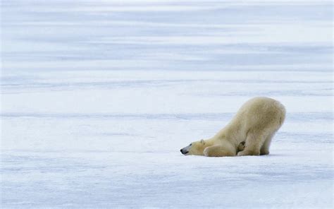 Polar Bears Wallpapers 61 Images