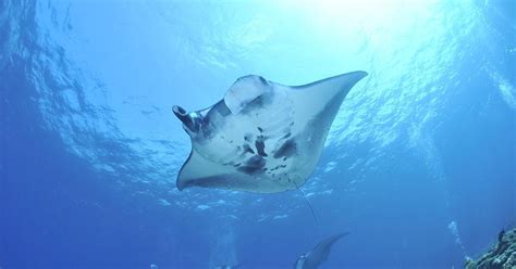Manta Manoeuvrability Inspires Underwater Robotics Oceans News