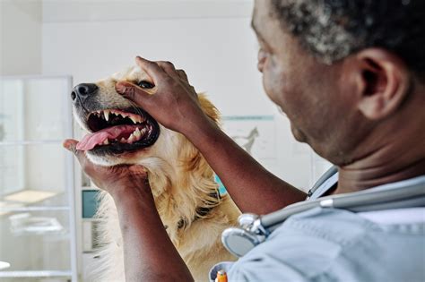 What Leads To Dog Tooth Extraction And How Is It Performed