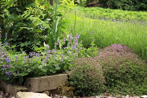Catmint Plant Companions - Learn About Plants That Work With Catmint