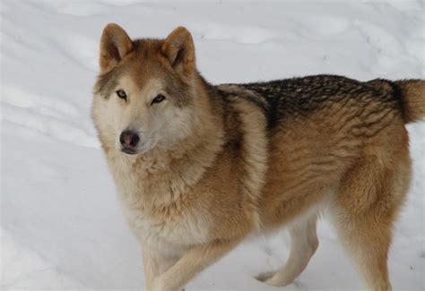 Book timber wolf resort, hungry horse on tripadvisor: View topic - Secrets．．． （D＆F） - Chicken Smoothie