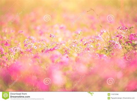 Spring Purple Wild Flower Field Stock Photo Image Of Flowers Meadow
